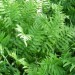 Netted Chain Fern